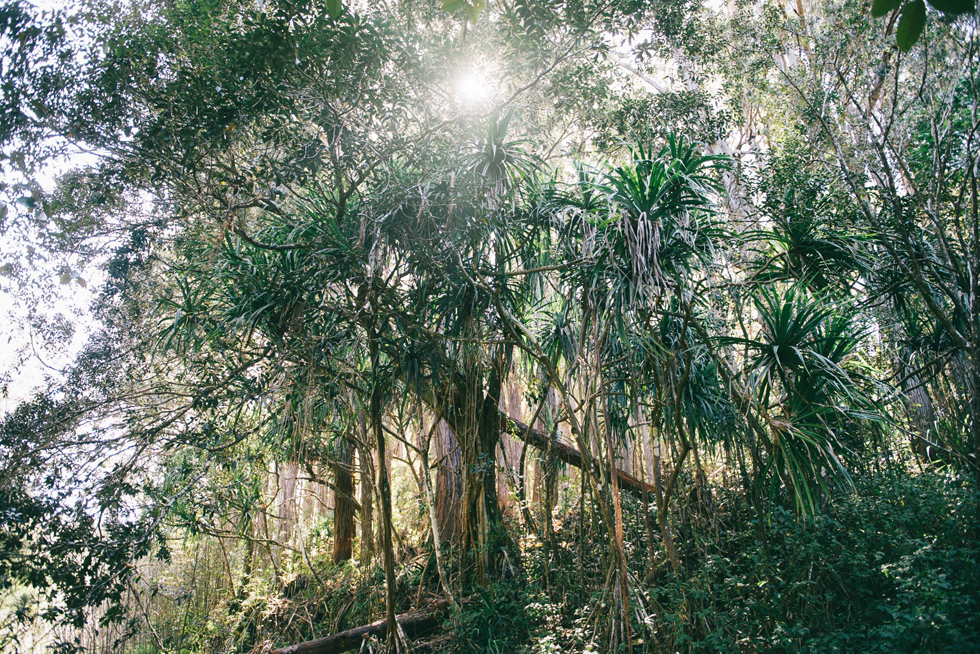 Maui Hawaii Engagement