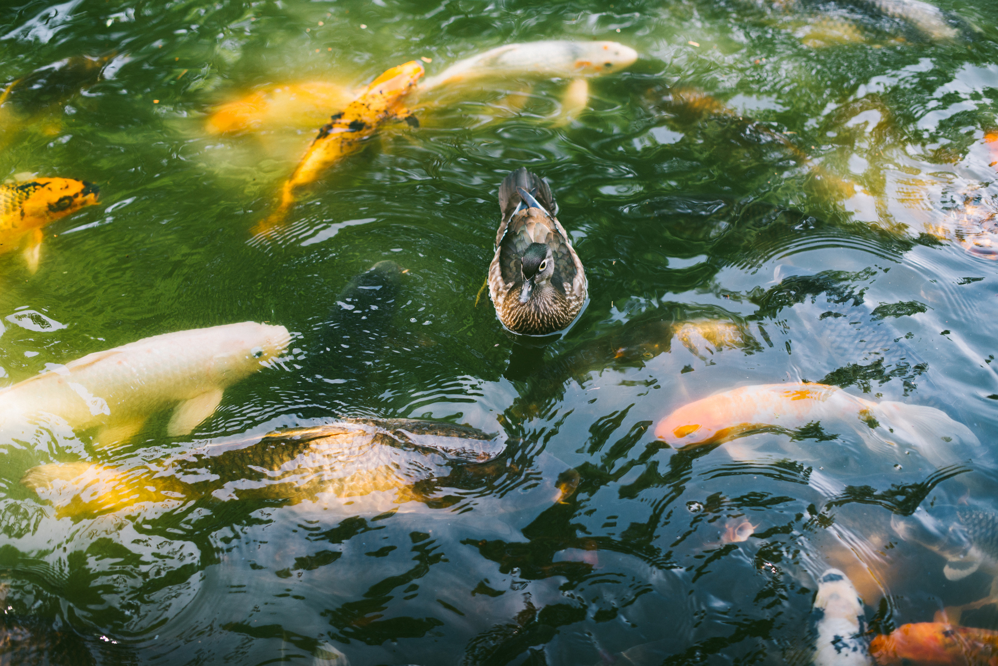 dallas fort worth engagement