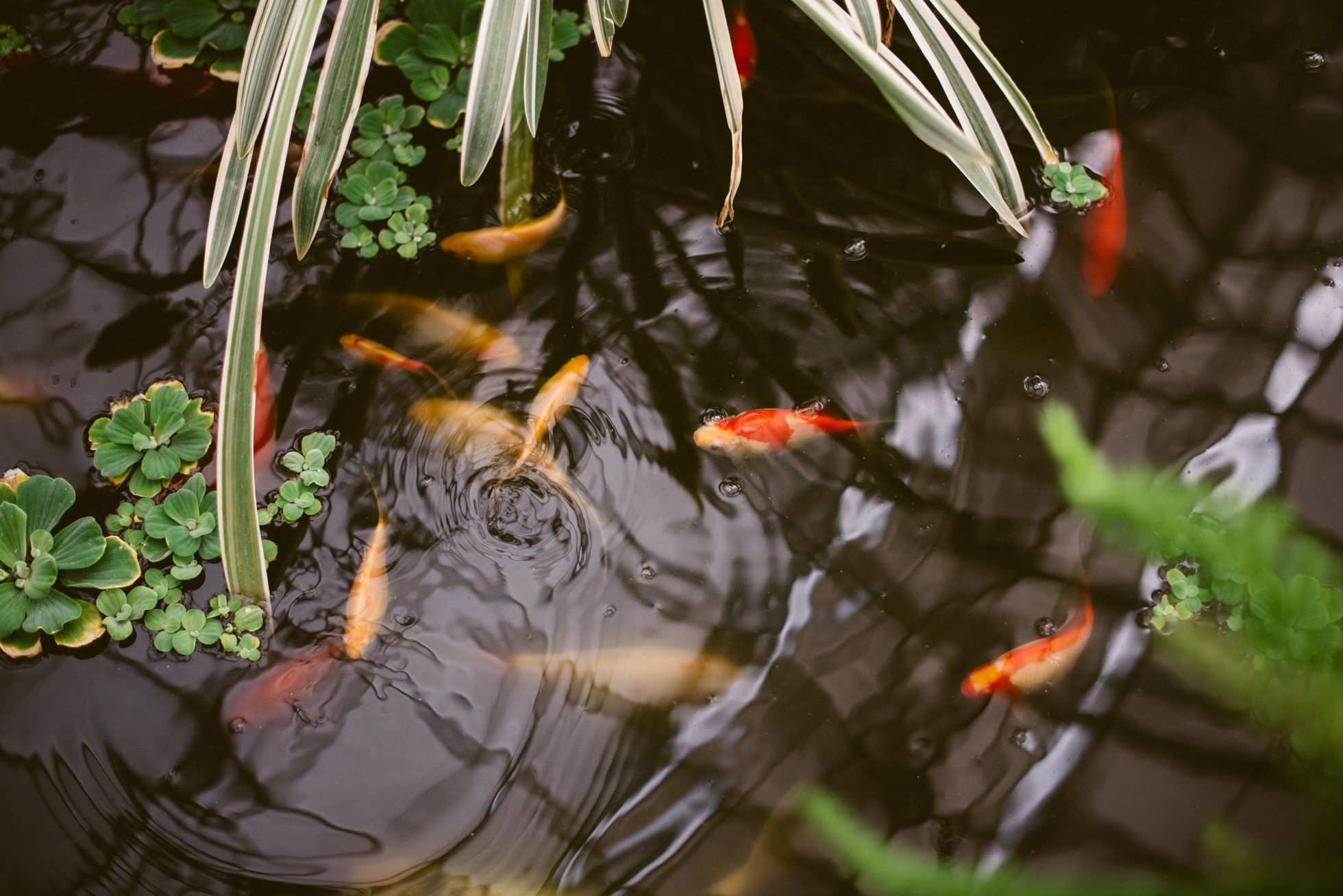 greenhouse engagement