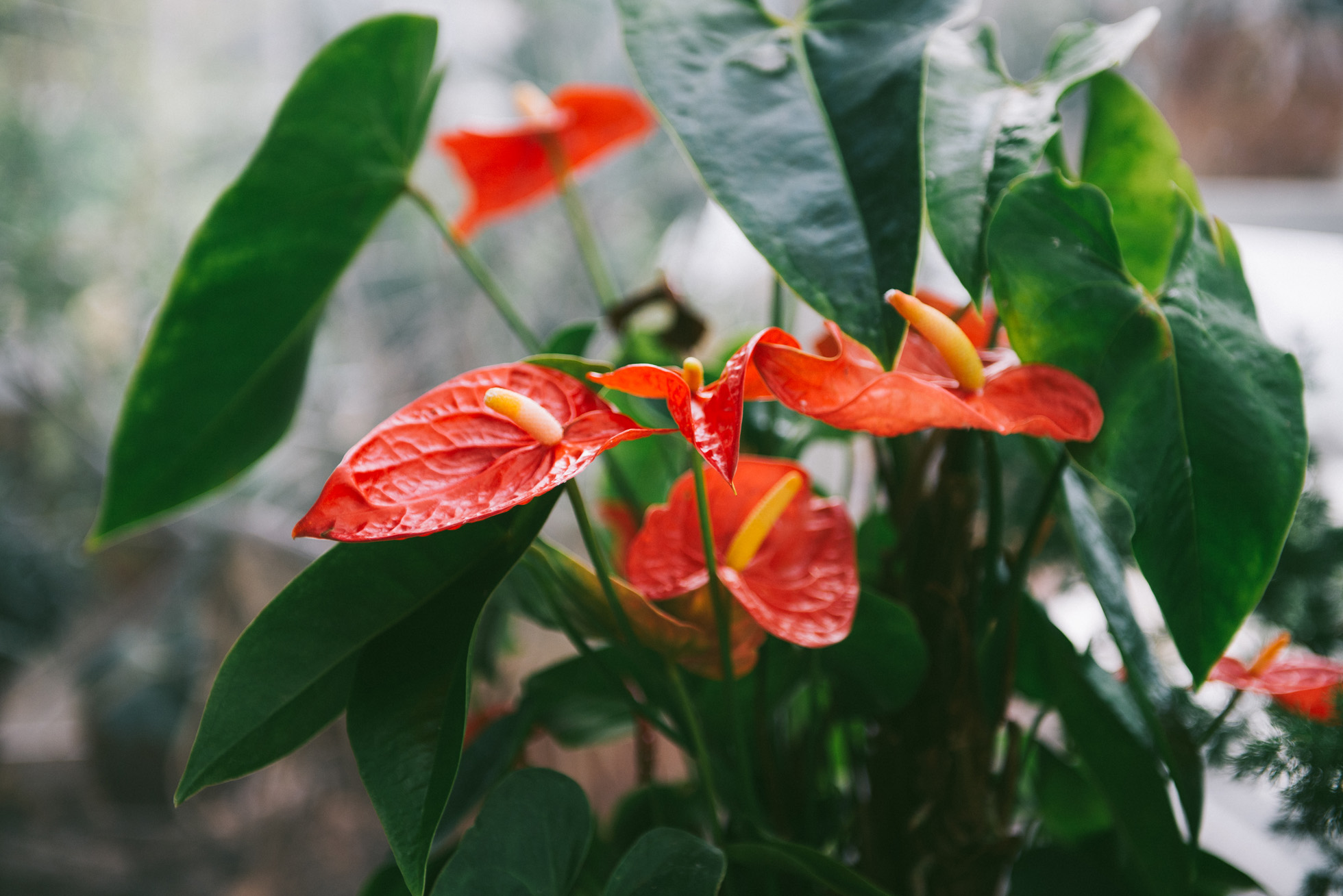 Tulsa Garden Center Engagement