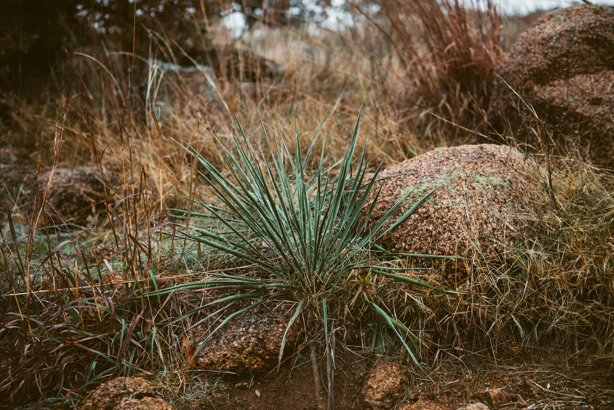 Wichita Mountains Wildlife Refuge Engagement