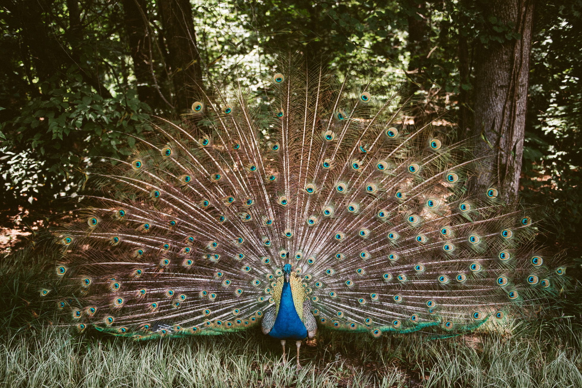 Garvan Woodland Gardens Arkansas Engagement