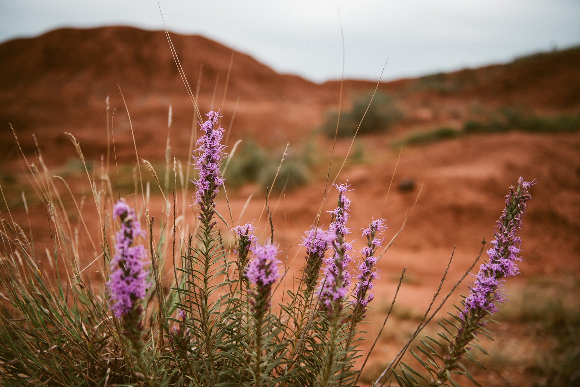 oklahoma wildflowers