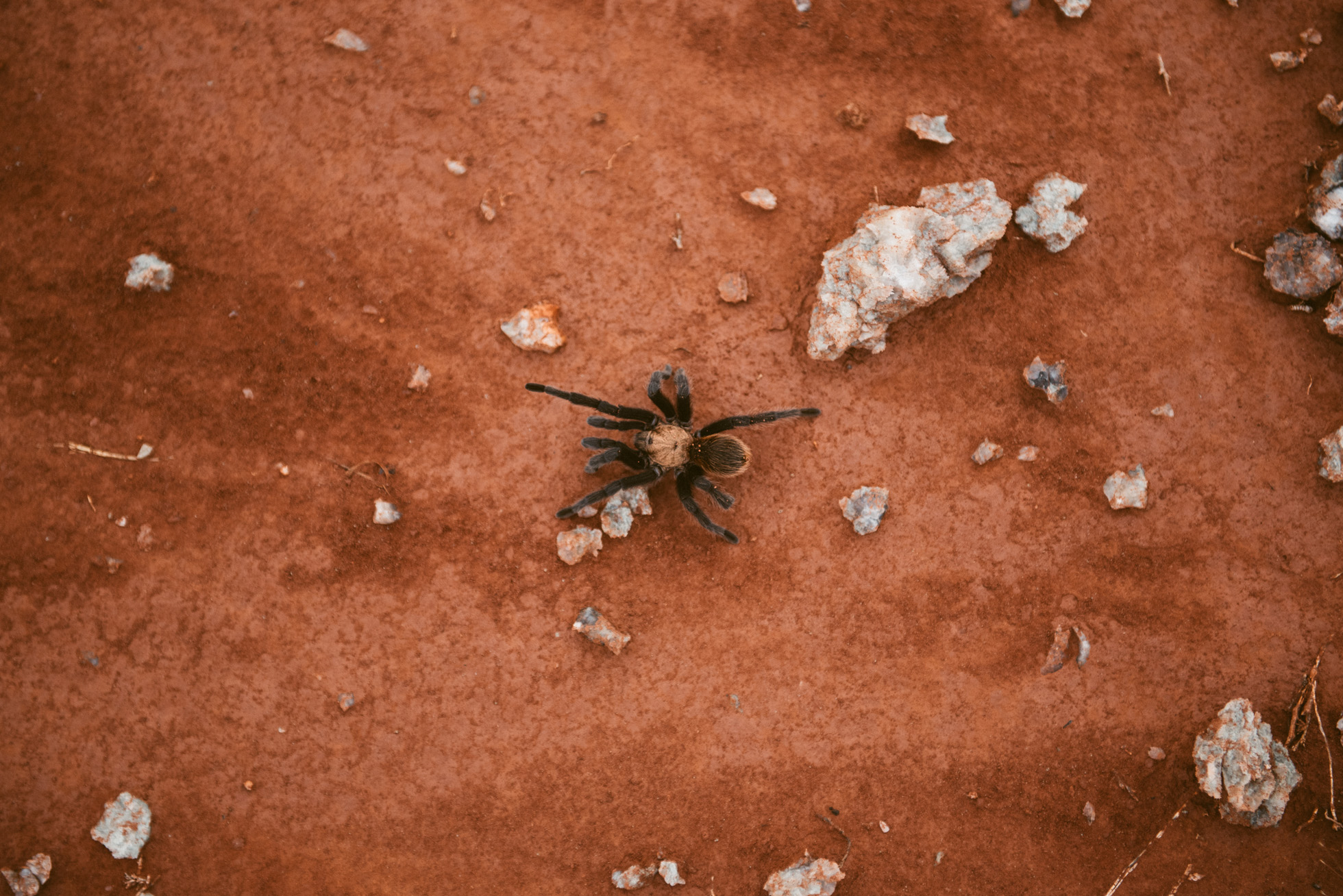 tarantula