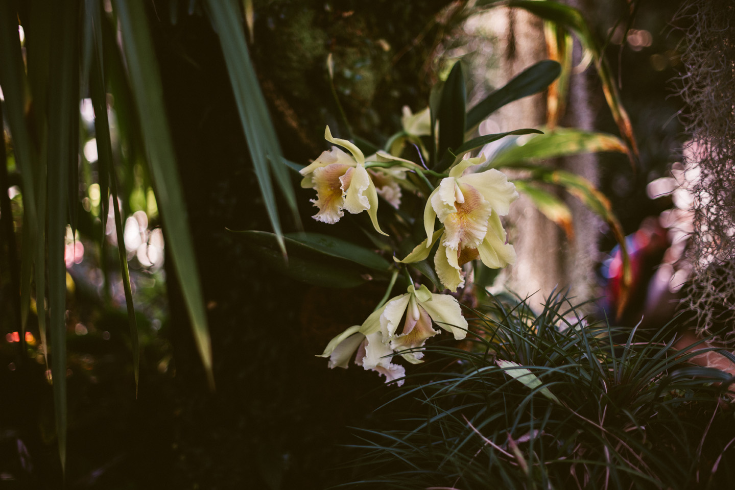 Forest Park St. Louis Engagement