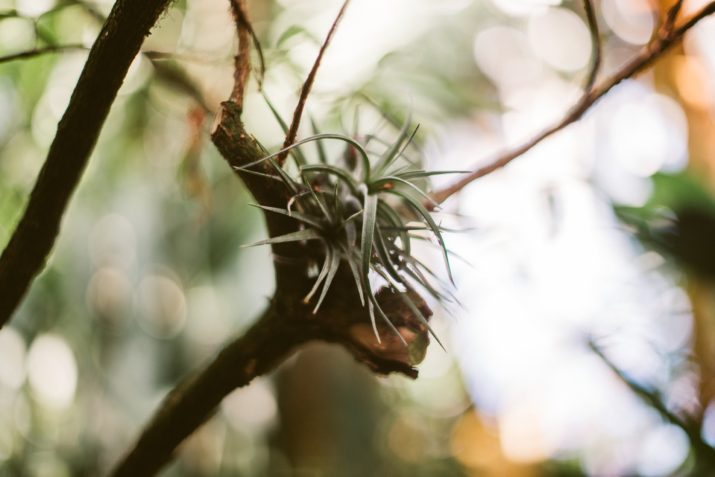 Forest Park St. Louis Engagement