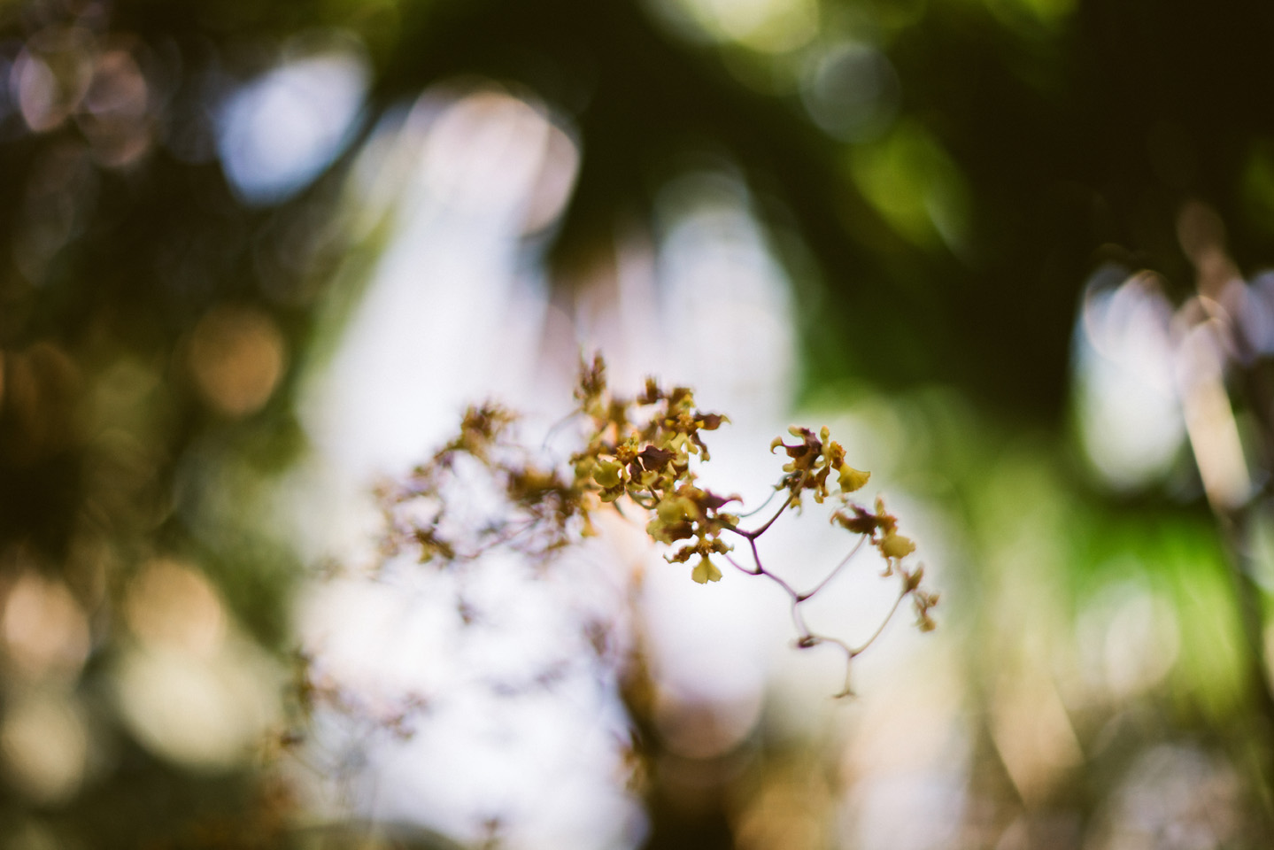 Forest Park St. Louis Engagement