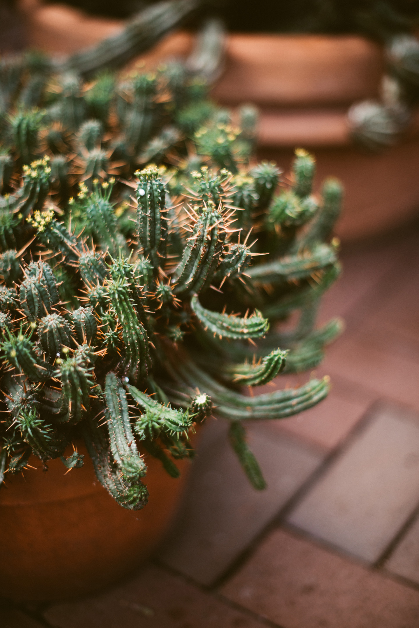 Forest Park St. Louis Engagement