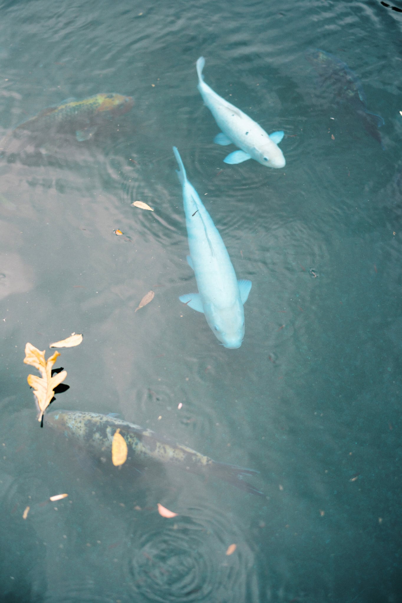 Philbrook Museum Engagement