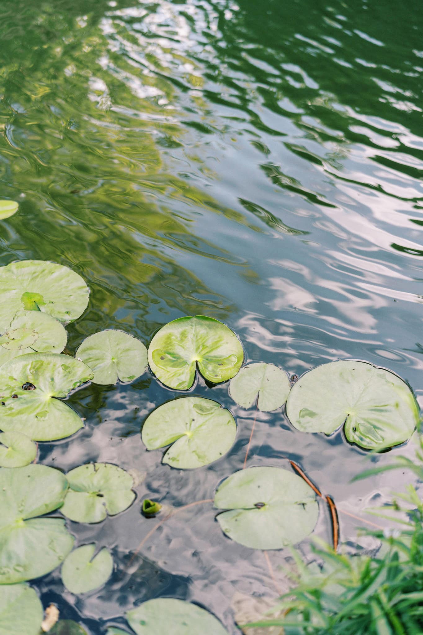 Myriad Botanical Gardens Engagement
