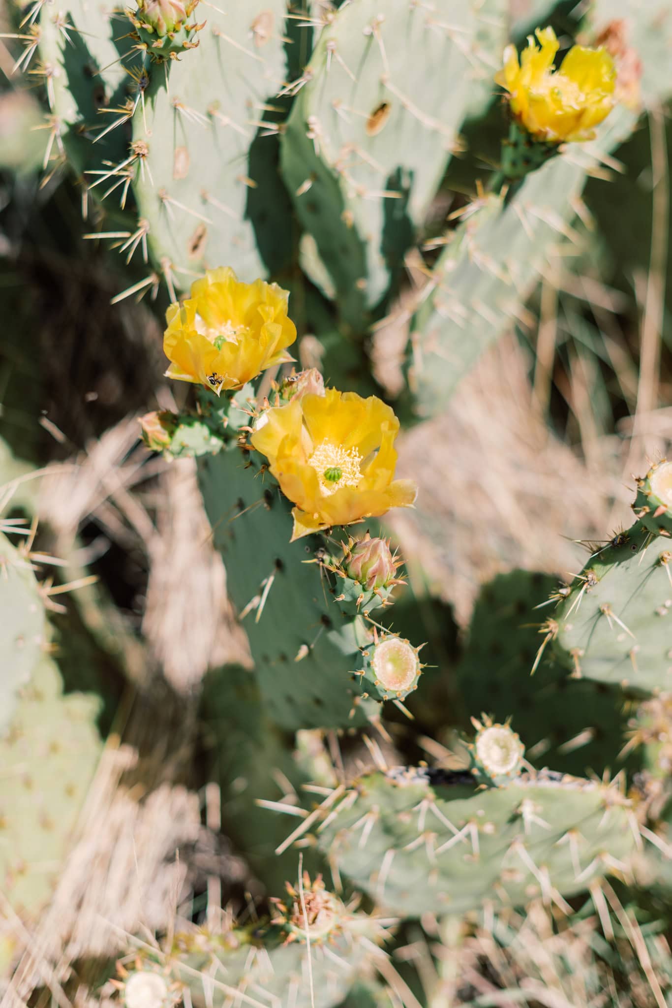 Organ Mountains Las Cruces New Mexico Engagement Session