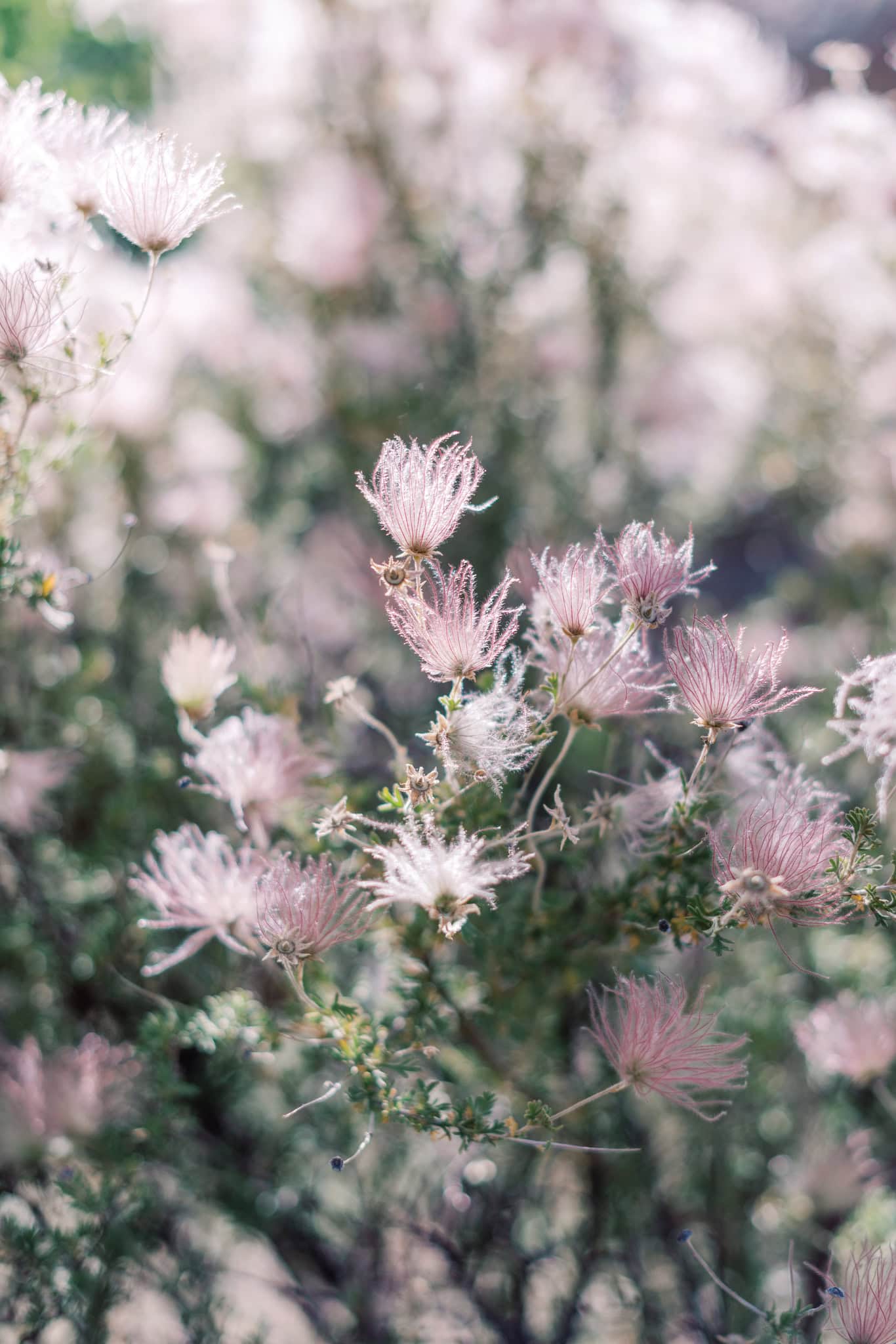 Organ Mountains Las Cruces New Mexico Engagement Session