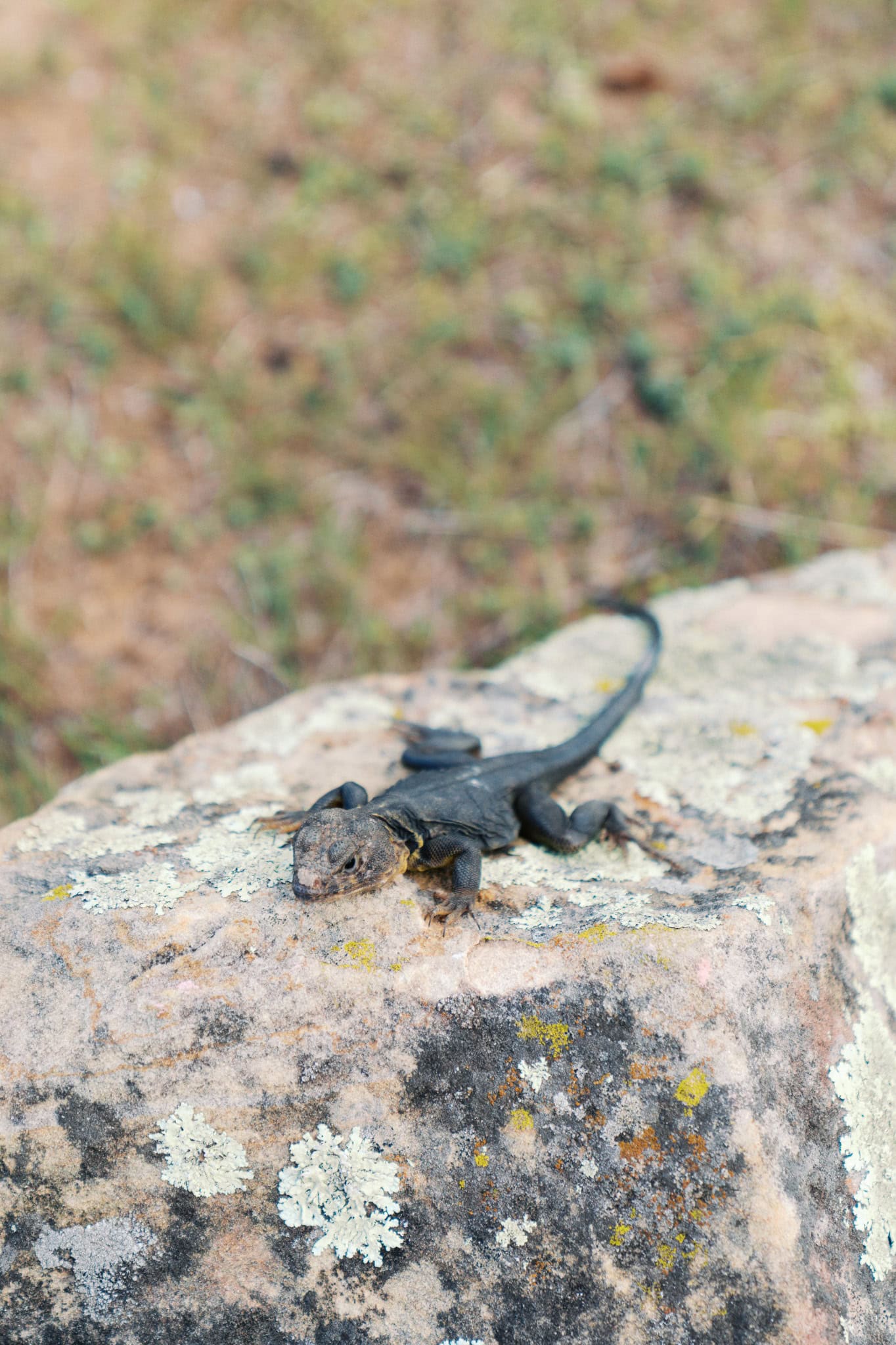 Engagement Session at Woolaroc Museum & Wildlife Preserve