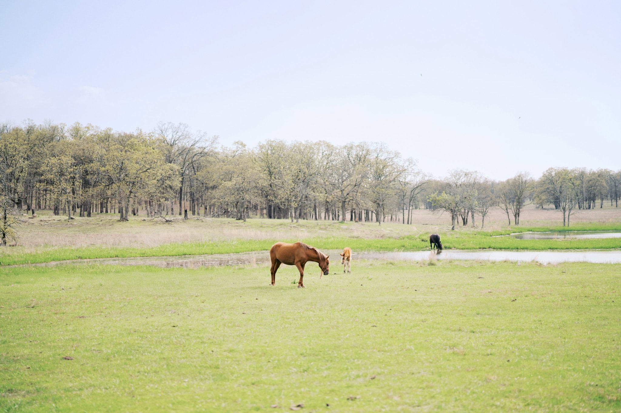 Engagement Session at Woolaroc Museum & Wildlife Preserve