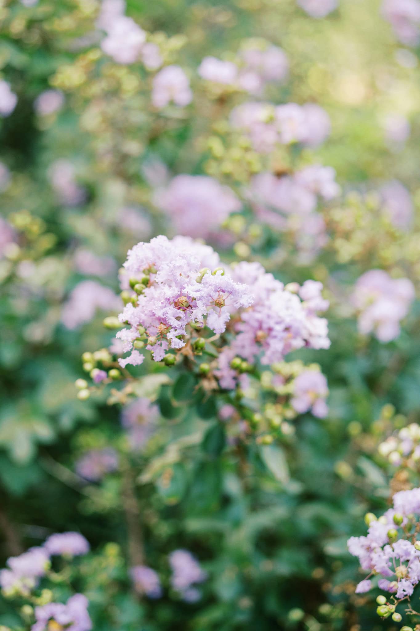 Bridal Session at the Botanic Garden at Oklahoma State University