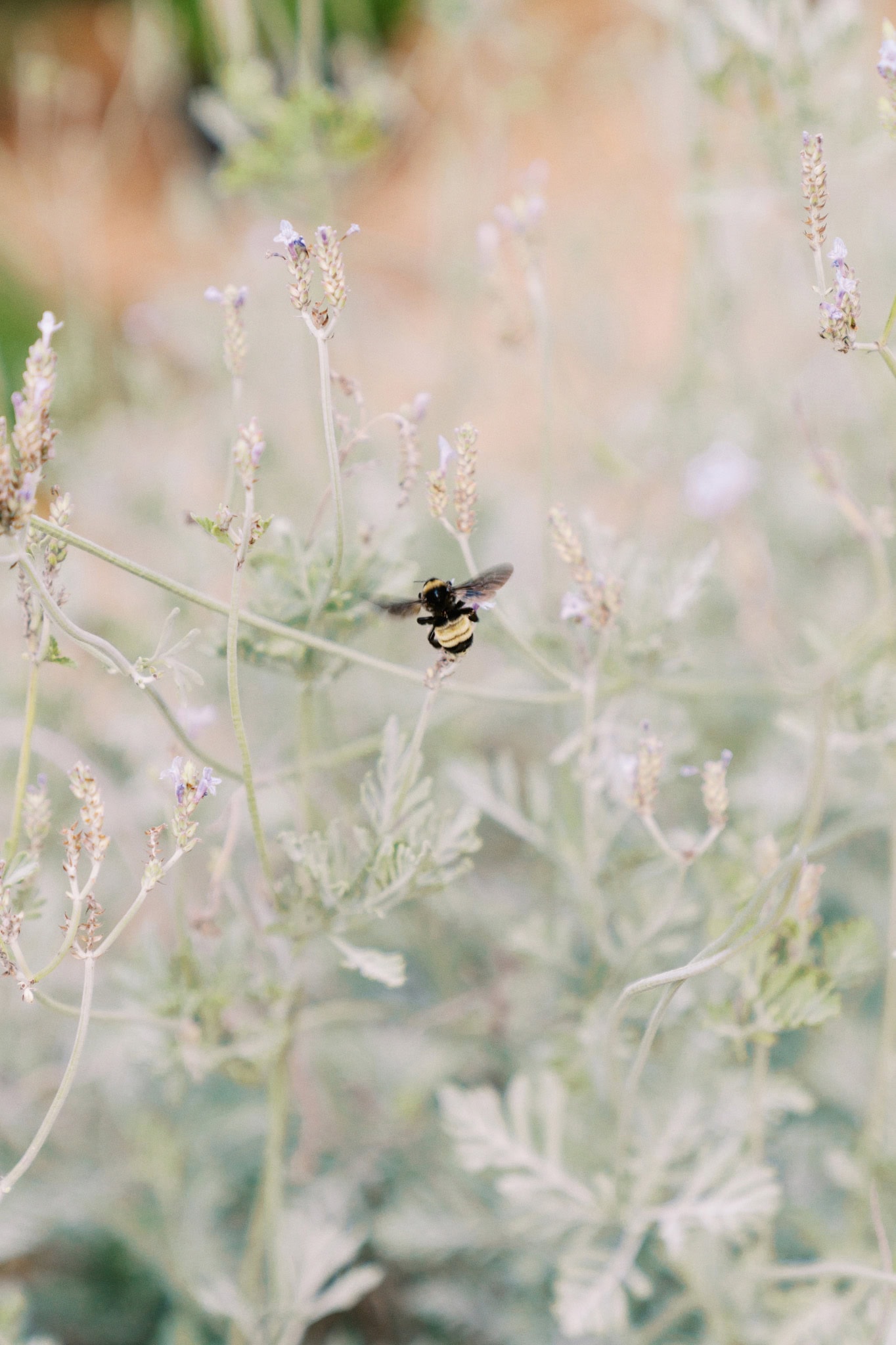 Bridal Session at the Botanic Garden at Oklahoma State University